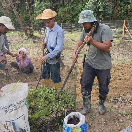Dibangunkan 4 Ladang Organik Komuniti Untuk Sara Hidup Dan Komoditi Untuk Kampung Orang Asli Di Gua Musang, Kelantan 2021 - Sedang Berjalan
