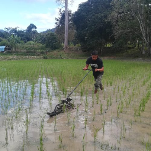 Converting 1 Acre Of Conventional Paddy Into Organic Practice In Merbok, Kedah 2016