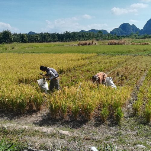 Menukar 1 Hektar Padi Konvensional Kepada Amalan Organik SRI Di Perlis 2018