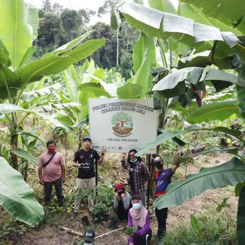 Penubuhan Asas Agroforestry Di Ladang Getah Yang Baru Dibangunkan Untuk Masyarakat Orang Asli, Pos Lanai Pahang 2020